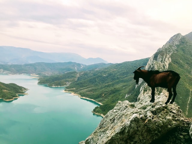 a goat standing on top of a rock in alps of albania facing a river