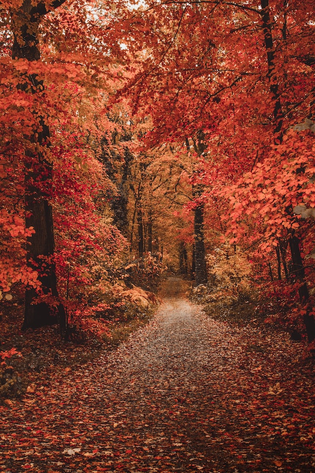 brown and orange colors on the trees in a forest with a road in middle during autumn.